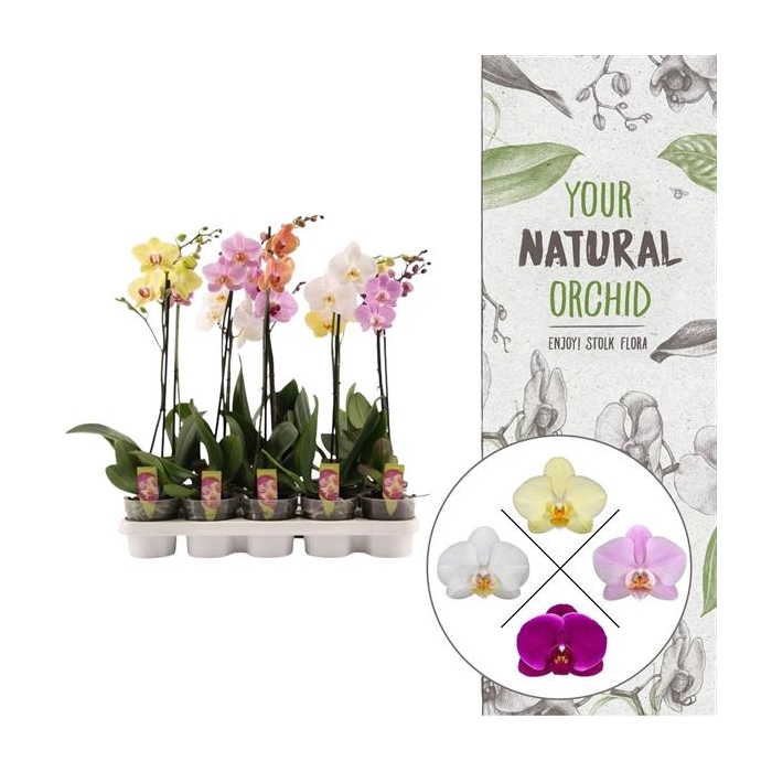<h4>Your Natural Orchid | A2 mix | Phalaenopsis 1 spike</h4>