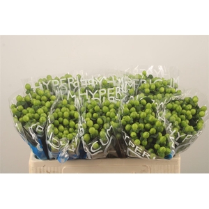 Hyp Coco Bamboo Green