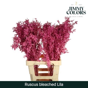 Gebleekt Ruscus Italiaans L70 Klbh. Lila