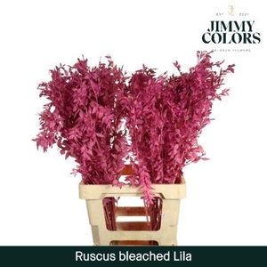 Gebleekt Ruscus Italiaans L70 Klbh. Lila