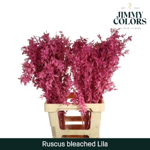 <h4>Ruscus Bleached Italy L70 Lila</h4>