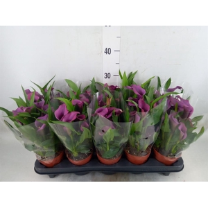 Zantedeschia  'Paco'