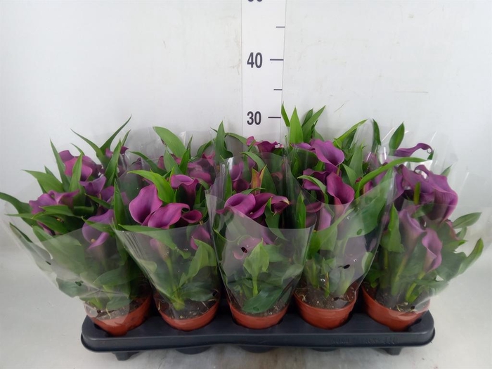 <h4>Zantedeschia  'Paco'</h4>