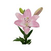 LIRIO ALBUFEIRA 090 CM HT 3/4 FLS ROSA