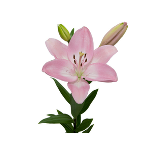 LIRIO ALBUFEIRA 090 CM HT 3/4 FLS ROSA