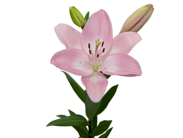 <h4>LIRIO ALBUFEIRA 080 CM HT 2/3 FLS ROSA</h4>