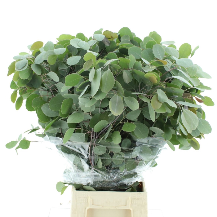 <h4>Euca Populus Long 200gr</h4>