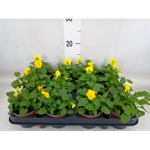 Viola corn. 'Evo Mini Yellow'