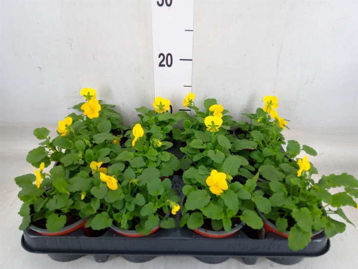 <h4>Viola corn. 'Evo Mini Yellow'</h4>