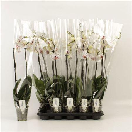 <h4>Phal Calypso 2 Branches 18+</h4>