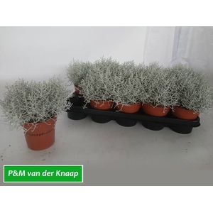 LEUCOPHYTA BROWNII P12