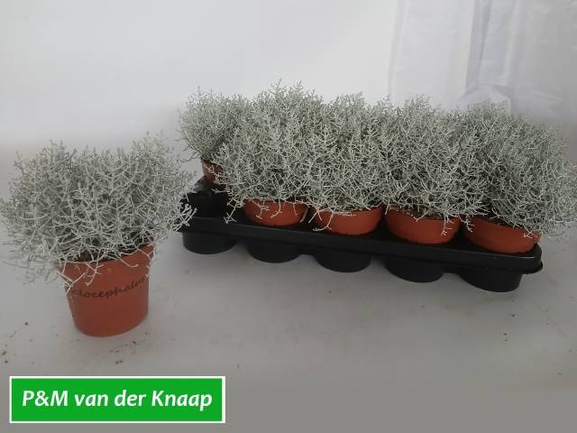 <h4>Leucoph Brownii</h4>