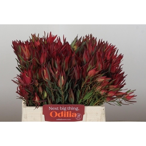 Leucadendron Fireglow Spray