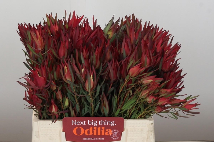 <h4>Leucadendron Fireglow Spray</h4>