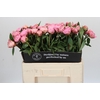 Paeonia Sarah Bernhardt