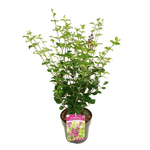 Syringa