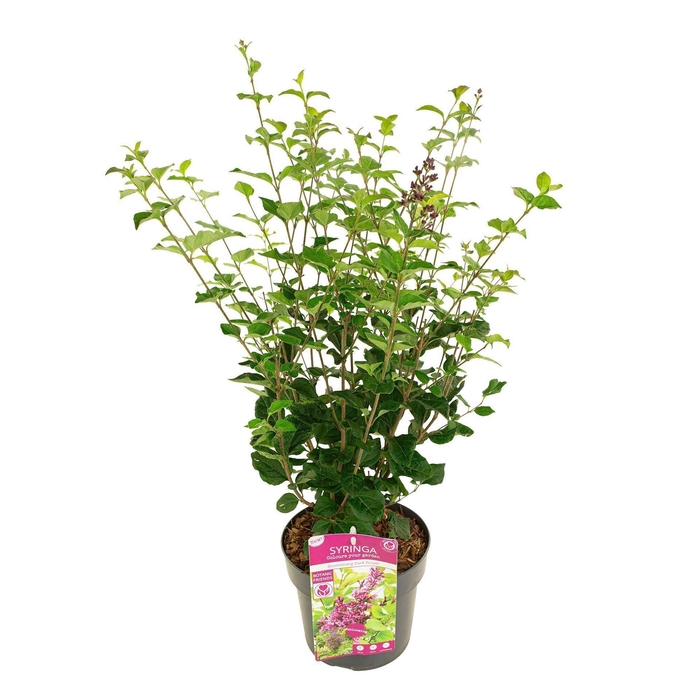 <h4>Syringa</h4>