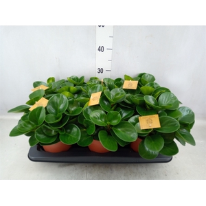 Peperomia obt. 'Green Gold'