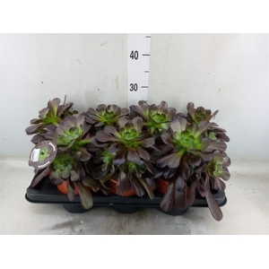 Aeonium arboreum 'Velours'