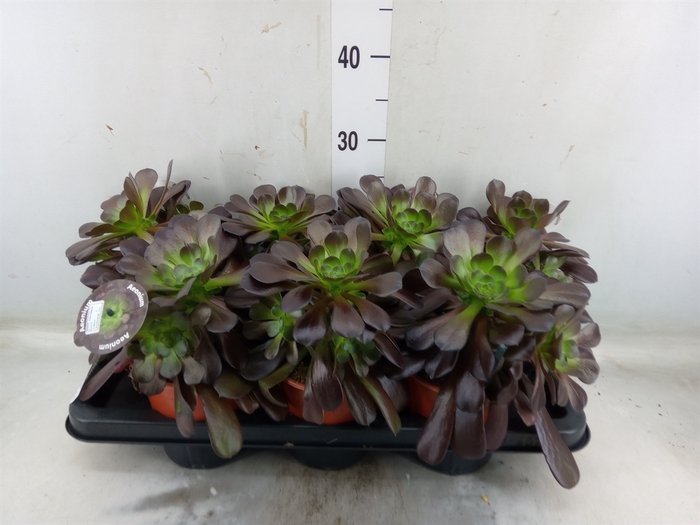 <h4>Aeonium arboreum 'Velours'</h4>