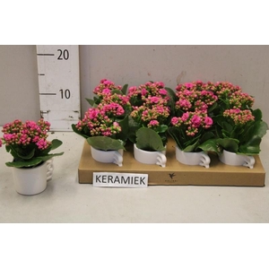 ARR KALANCHOE
