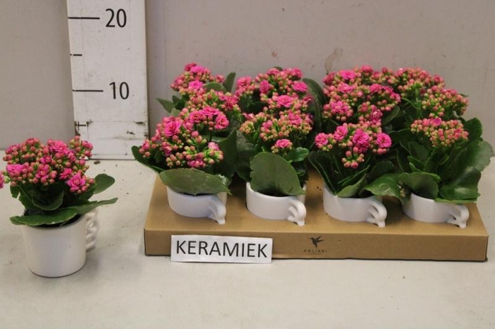 <h4>ARR KALANCHOE</h4>