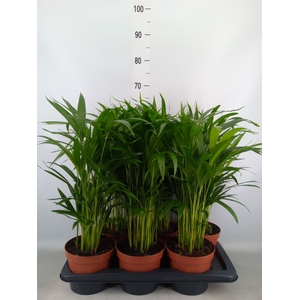 Dypsis lutescens   ...Chrysalidoca