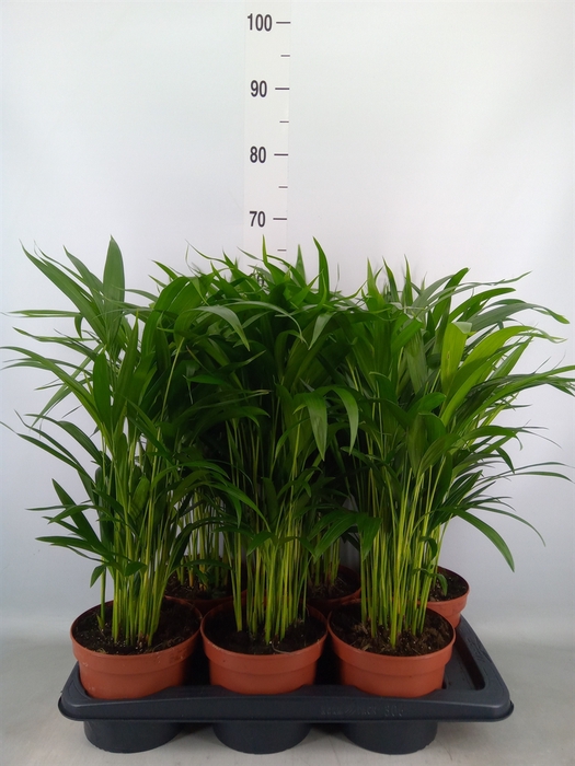<h4>Dypsis lutescens   ...Chrysalidoca</h4>