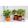 Citr Microcarpa