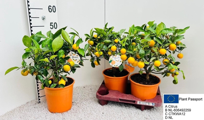 Citr Microcarpa