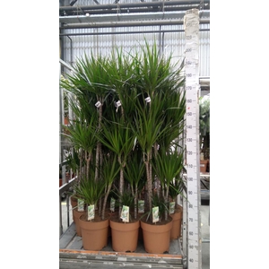 Dracaena marg.