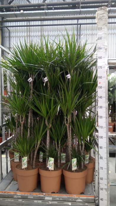 <h4>Dracaena marg.</h4>
