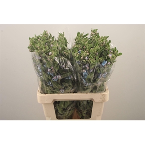 Oxypetalum Tan Pur Blue