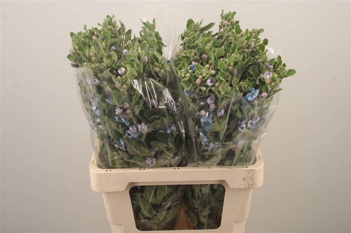 <h4>Oxypetalum Tan Pur Blue</h4>