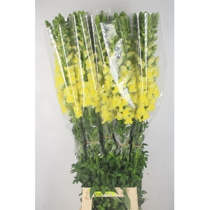 Antirrhinum Fr. Yellow Ex