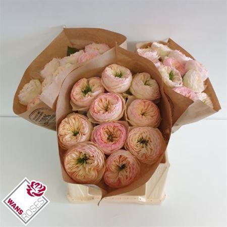 <h4>Rosa a grande fleur Pinky Pie!</h4>