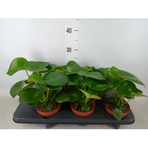 Peperomia polybotrya 'Raindrop'