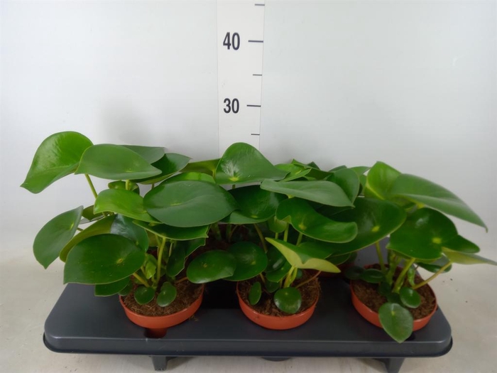 <h4>Peperomia polybotrya 'Raindrop'</h4>