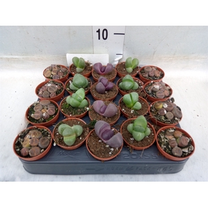 Lithops spp.