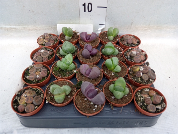 <h4>Lithops spp.</h4>