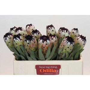 Protea magnifica 'Niobe'