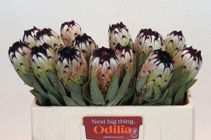 <h4>Protea magnifica 'Niobe'</h4>