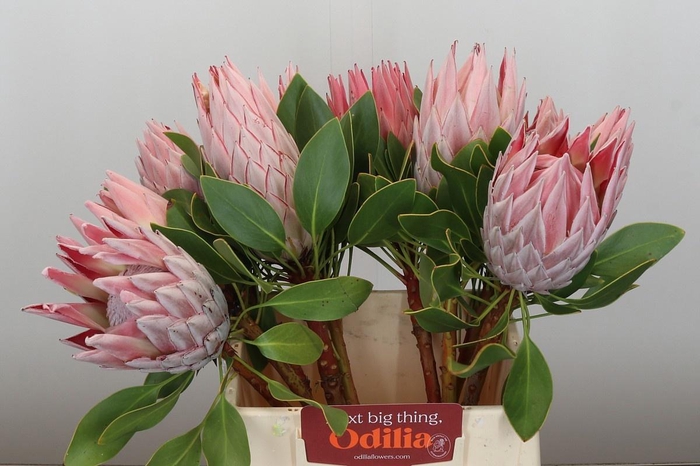 <h4>PROTEA CYNAROIDES</h4>