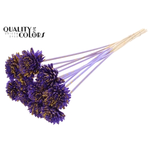 Shola Zinia 6cm on stem Splashed Purple/Yellow