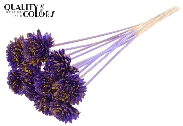 Shola Zinia 6cm on stem Splashed Purple/Yellow