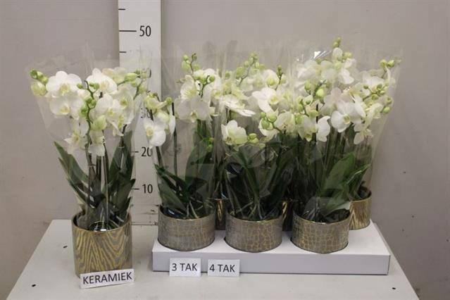 <h4>ARR PHAL MT</h4>