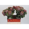 Banksia Coccinea