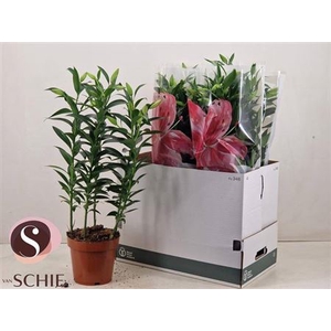 Lilium Oriental Grp 'Helvetia'