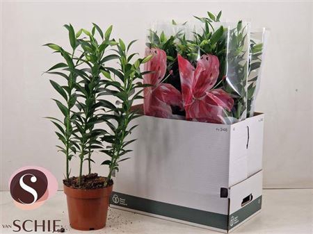 <h4>Lilium Oriental Grp 'Helvetia'</h4>