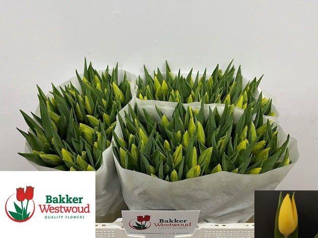 <h4>TU EN STRONG GOLD</h4>